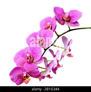 Ast von mauve pink zierlichen eleganten tropischen Blumen Orchideen oder Phaleonopsis schließen isoliert auf weißem Hintergrund Stockfoto