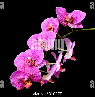 Ast von mauve pink zierlichen eleganten tropischen Blumen Orchideen oder Phaleonopsis schließen isoliert auf schwarzem Hintergrund Stockfoto