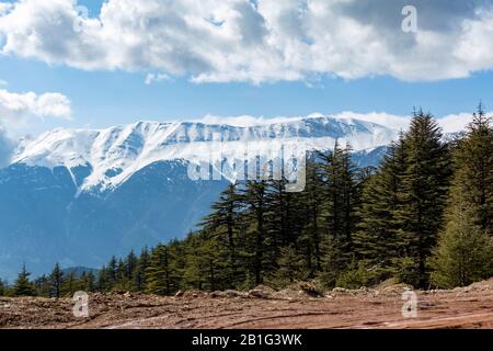 Blick auf getrocknete Zedern und verschneite Berge in der Türkei Stockfoto