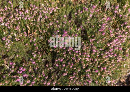 Winter Flowering Evergreen Heather (Erica Cornea 'Myretoun Ruby') in A Rockery Garden in Rural Devon, England, Großbritannien Stockfoto