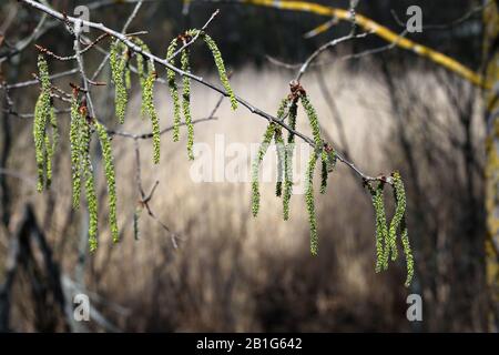 Jede Menge Birkenbeinchen voller bestäubter in ihnen hängen im Frühling von einem Birkenzweig in Finnland. Die Katzenkins sind noch grün. Stockfoto
