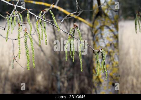 Jede Menge Birkenbeinchen voller bestäubter in ihnen hängen im Frühling von einem Birkenzweig in Finnland. Die Katzenkins sind noch grün. Stockfoto