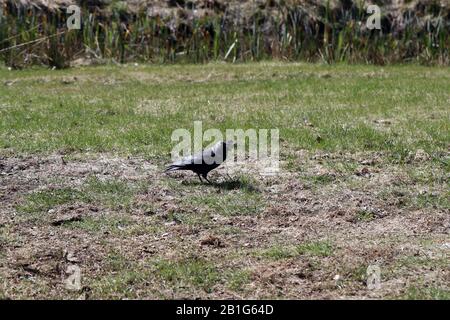 Ein Krähenvogel mit Kapuze (corvus Corone Cornix) auf einer Wiese in Finnland. Stockfoto