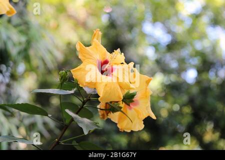 Zwei leuchtend gelbe Hibiskusblüten im Nahaufnahme. Im Hintergrund sieht man reichlich grüne Blätter, weichen Bokeh-Hintergrund mit scharfen Blumen. Stockfoto