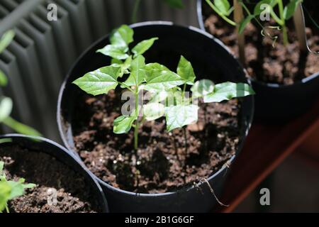 Kleine grüne Blätter organischer, selbst erwachsener Sämlinge in einem privaten Gewächshaus. Bald werden diese kleinen Anlagen Innenhausanlagen sein. Farbfoto. Stockfoto