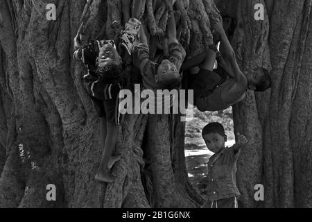 Das Bild von Jungen Jungen, die auf Baum in Purulia Dorf, Westbengalen, Indien, Asien spielen Stockfoto