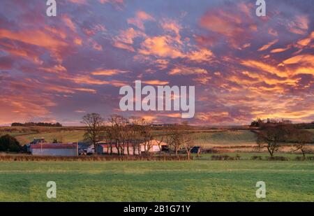 Einige schottische Felder in Ayrshire und einige Bauernhäuser in der Ferne mit Bäumen und Hecken, die alle vom Herbst im November und alle an der Sonnense betroffen sind Stockfoto