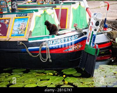 Farbenfrohe Motor- und Butty-Schmalboote, die am Erewash Canal, Derbyshire, England, Großbritannien, festgemacht sind Stockfoto