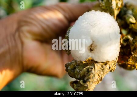 Lochende Der Braconid Wasp-Kokons Stockfoto