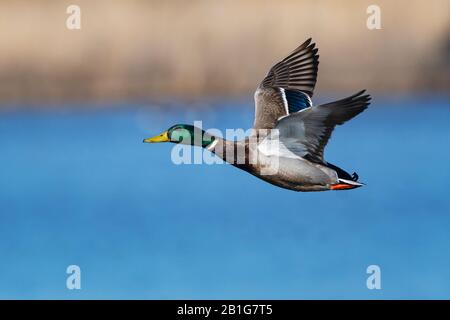 Drake mallard im Flug Stockfoto