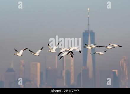 Eine Schar von Schneegänsen, die vor der Skyline von New York City fliegen Stockfoto