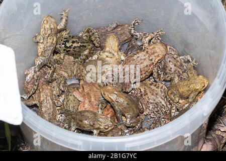 Viele verbreitete Kröten (Bufo bufo) in einem Eimer (und einem Frosch). Diese wurden bei einer Kreuzfahrt auf einer Kröte von einer Straße abgeholt und in der Nähe eines Teiches in Sicherheit gebracht Stockfoto