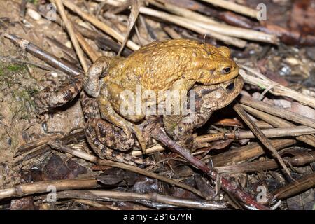 Paar gewöhnliche Kröten (Bufo bufo) im Amplexus, die während der Frühlingswanderung in Richtung ihres Brutteichs gehen, Großbritannien Stockfoto