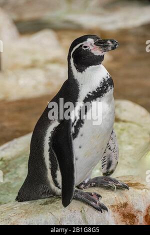 Auf einem Felsen stehender Humboldtpinguin (Spheniscus humboldti) Stockfoto
