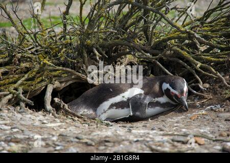 Magellanic Pinguin an ihren Nestern Cabo Virgenes bräunt in der Sonne oder kuschelt mit ihrem Partner Stockfoto