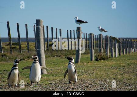 Möwen und Magellanic Penguins am Cabo Virgenes in Argentinien kommen aus dem Meer nach dem Fickeln Stockfoto