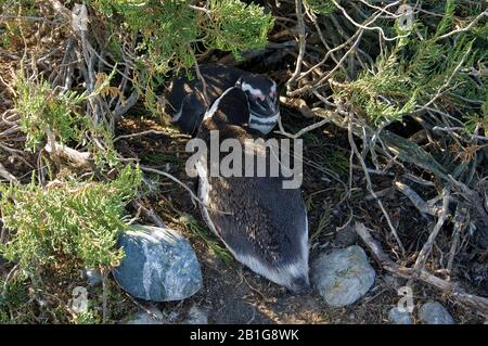 Magellanic Pinguin an ihren Nestern Cabo Virgenes bräunt in der Sonne oder kuschelt mit ihrem Partner Stockfoto