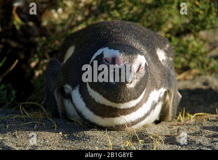 Magellanic Pinguin an ihren Nestern Cabo Virgenes bräunt in der Sonne oder kuschelt mit ihrem Partner Stockfoto