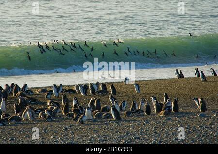 Magellanic Pinguine in einer brechenden Welle, bevor sie Cabo Virgenes vom Strand aus angeln Stockfoto