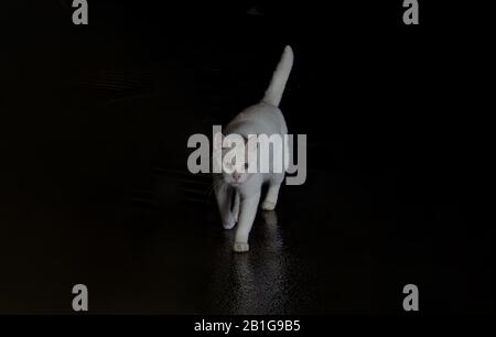 Weiße Katze mit schwarzem Hintergrund und Reflexion auf dem Boden whiskas Stil Stockfoto