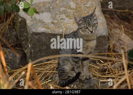 Süße graue Katze, die auf einem Felsen zwischen Büschen und Strohhalm posiert Stockfoto