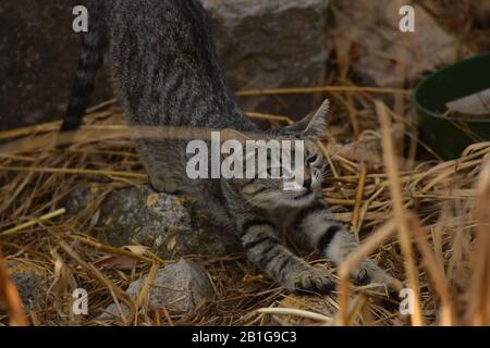 Süße graue Katze, die sich auf einem Felsen zwischen Büschen und Strohhalm ausdehnt Stockfoto