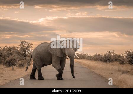 Wütende Afrikanische Busch-Elefantenüberquerung Safaristraße im Kruger Nationalpark, Südafrika; Specie Loxodonta africana Familie der Elephantidae Stockfoto