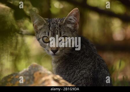 Süße Katze auf einem Stein zwischen Büschen und Natur in einem Wald, der direkt zur Kamera blickt Stockfoto