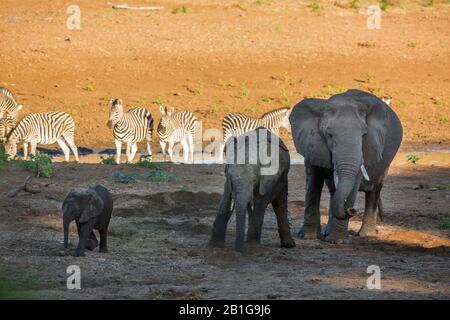 Zwei afrikanische Buschelefanten und Kalb- und Flachzebras im Kruger Nationalpark, Südafrika; Specie Loxodonta africana Familie der Elephantidae Stockfoto