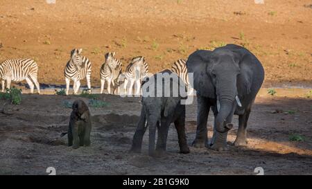 Zwei afrikanische Buschelefanten und Kalb- und Flachzebras im Kruger Nationalpark, Südafrika; Specie Loxodonta africana Familie der Elephantidae Stockfoto