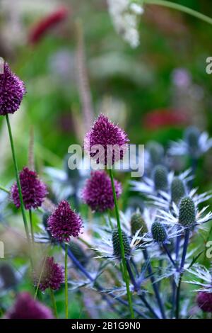 Allium sphaerocephalon, lila Blume, Blumen, Blüte, mehrjährige Glühbirne, Zierzwiebel, Rundkopfleek, Knoblauch, Kugelkopfzwiebel, Garten, mi Stockfoto