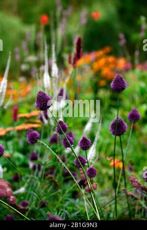 Allium sphaerocephalon, lila Blume, Blumen, Blüte, mehrjährige Glühbirne, Zierzwiebel, Rundkopfleek, Knoblauch, Kugelkopfzwiebel, Garten, mi Stockfoto