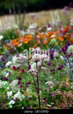 Angelica sylvestris purpurea, Garten, Gärten, flowerhead, Blüte, Blüten, reichblühend, RM Floral Stockfoto