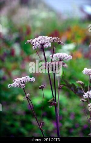 Angelica sylvestris purpurea, Garten, Gärten, flowerhead, Blüte, Blüten, reichblühend, RM Floral Stockfoto