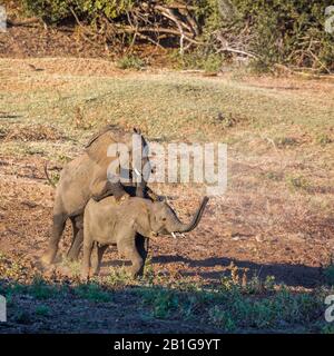 Zwei junge Afrikanische Busch-Elefanten spielen im Kruger Nationalpark, Südafrika; Specie Loxodonta africana Familie der Elephantidae Stockfoto
