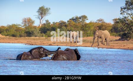 Zwei Afrikanische Busch-Elefanten baden und spielen in See im Kruger Nationalpark, Südafrika; Specie Loxodonta africana Familie der Elephantidae Stockfoto