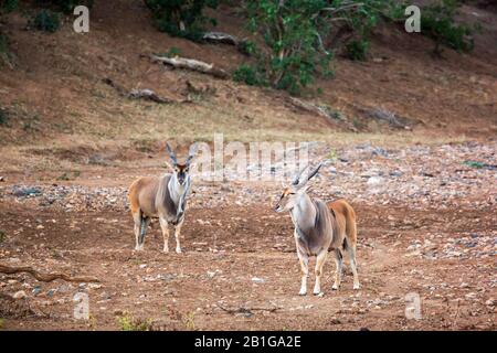 Zwei gemeine Eländer, die am Flussufer im Kruger Nationalpark, Südafrika, spazieren gehen; Specie Taurotragus oryx Familie der Bovidiae Stockfoto
