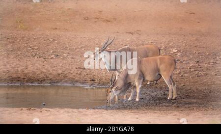 Zwei häufig vorkommende Elanden, die im Wasserloch im Kruger Nationalpark, Südafrika trinken; Specie Taurotragus oryx Familie der Boviden Stockfoto
