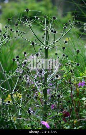 Eryngium guatemalense, Blumen, Blüte, gemischter Rand, Zierdistel, Gärten, RM Floral Stockfoto