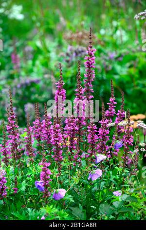 Lythrum salicaria,lockestrife,pink lila Blumen,Blumen,Blüte,mehrjährige,Stacheln,Stacheln,Turmspitzen, Blumenmuster Stockfoto