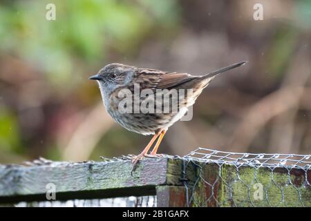 Ein Dunnock (Prunella modularis) auf einem hauseigenen Gartenvolierdach. Stockfoto