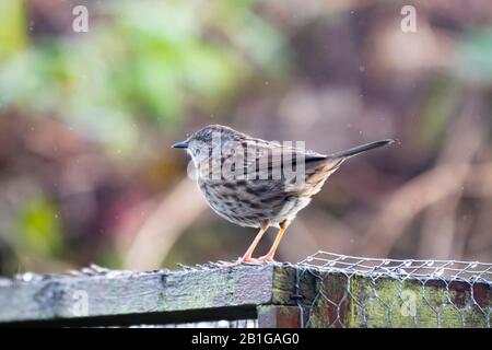 Ein Dunnock (Prunella modularis) auf einem hauseigenen Gartenvolierdach. Stockfoto