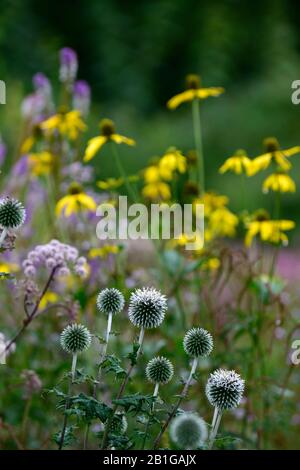 Echinops ritro, Erdball distle, Blume, Blumen, Blumenkopf, blau, mehrjährig, Stauden, Disteln, RM Floral Stockfoto