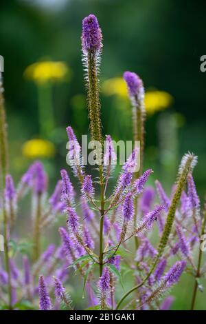 Veronicastrum virginicum Faszination, Culver's Root, Lila, Hellblau, Blumen, Blüte, Stängel, RM Floral Stockfoto