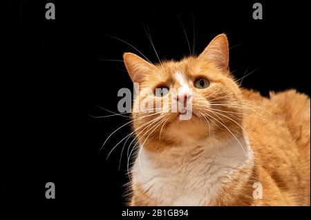 Ingwerkatze, die kurioserweise auf die Kamera blickt Stockfoto