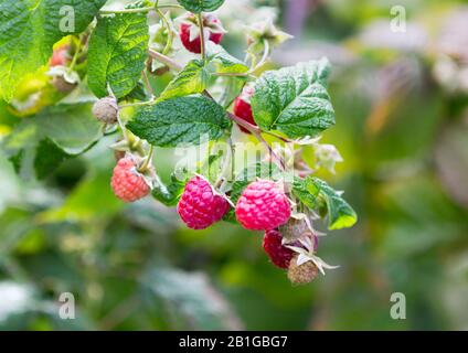 Himbeeren. Wachsende Organische Beeren Closeup. Reife Himbeere Im Obstgarten Nahansicht. Unscharfer Naturhintergrund mit Sonnenschein und Bokeh. Ga Stockfoto