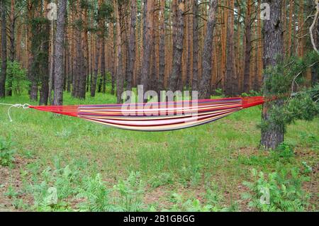 Mehrfarbige Hängematte mit Seilen zwischen zwei Kiefern auf Rasen im Wald am Sonnen-Sommertag gespannt Stockfoto