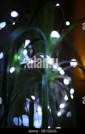 Nahaufnahme des zu weihnachten dekorierten Fußes der Elefanten. Stockfoto