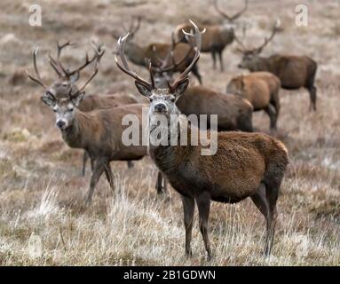 Eine Gruppe von Rotwild sticht im Winter, Cairngorms, Schottland Stockfoto
