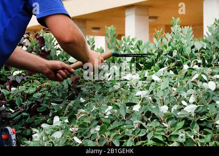 Hände mit Gartenscheren, die Wartungsarbeiten durchführen, Zweigstellen beschneiden und im Garten Blätter legen. Stockfoto